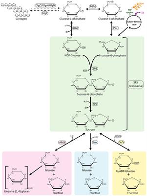 Cyanobacteria as cell factories for the photosynthetic production of sucrose